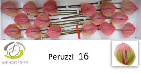Anth Peruzzi