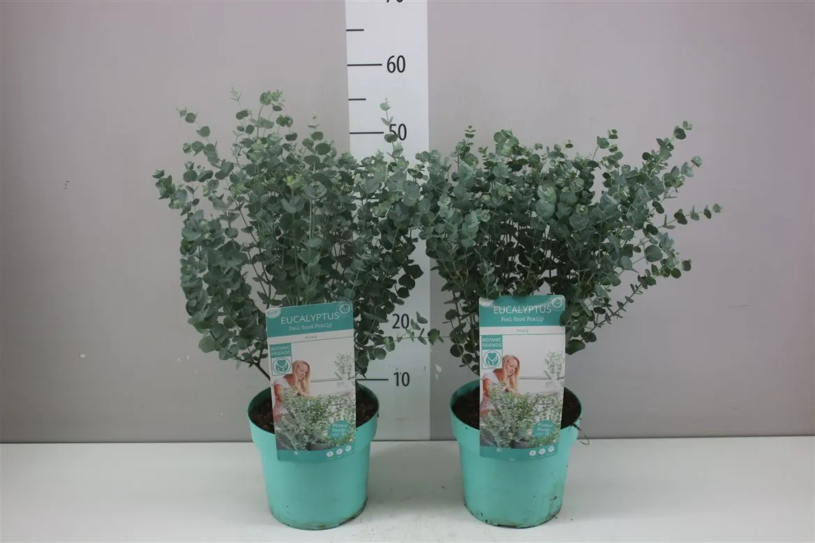 Eukalyptus Gunnii 'azura'® • črepník 19 cm