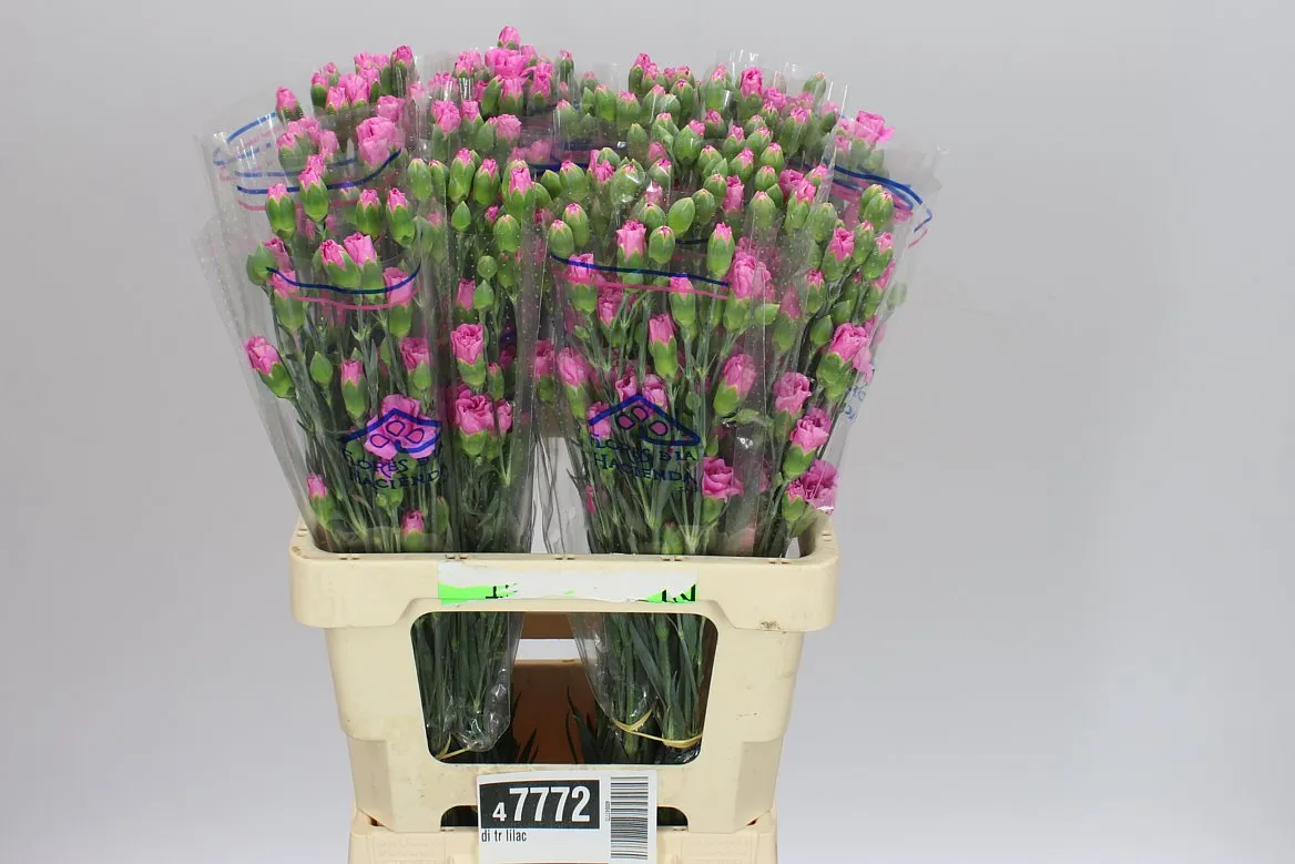 Di Tr Lilac • 65 cm
