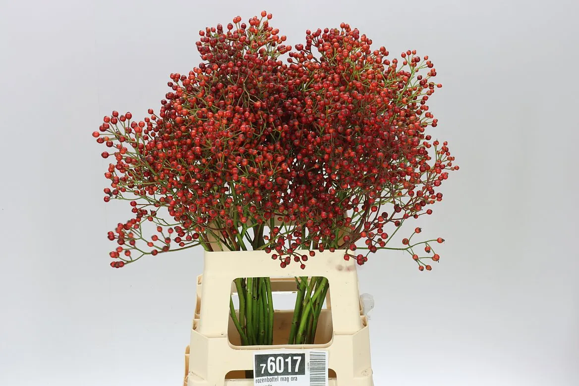 Rozenbottel Mag Cascade • 70 cm