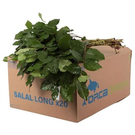 Salal Extra • 60 cm