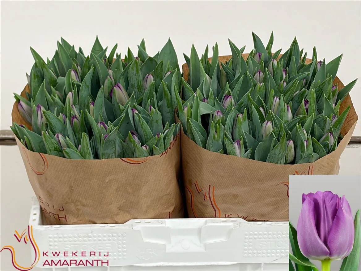 Tulipán jednoduchý Saigon • 37 cm
