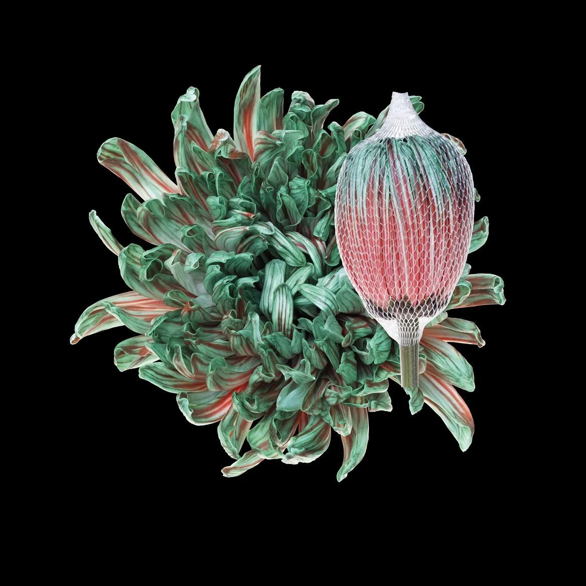 Chryzantéma veľkokvetá Antonov Menthol Red • 70 cm