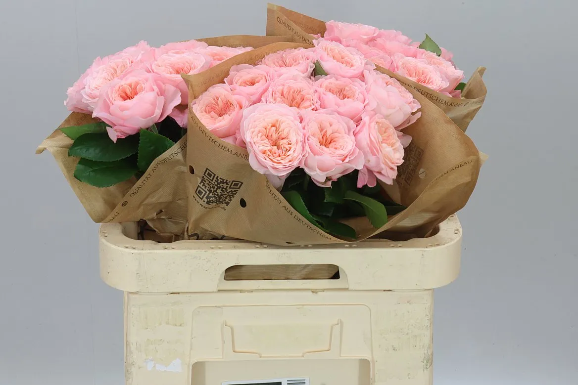 Rosa Gar Mayfield! • 60 cm
