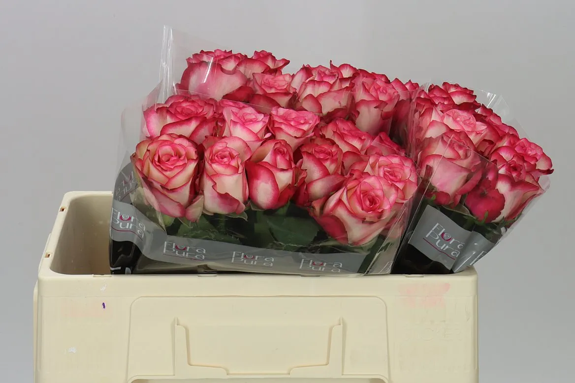Rosa Gr Paloma • 50 cm