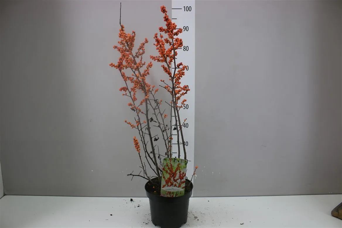 Ilex Verticillata Oranje • črepník 23 cm