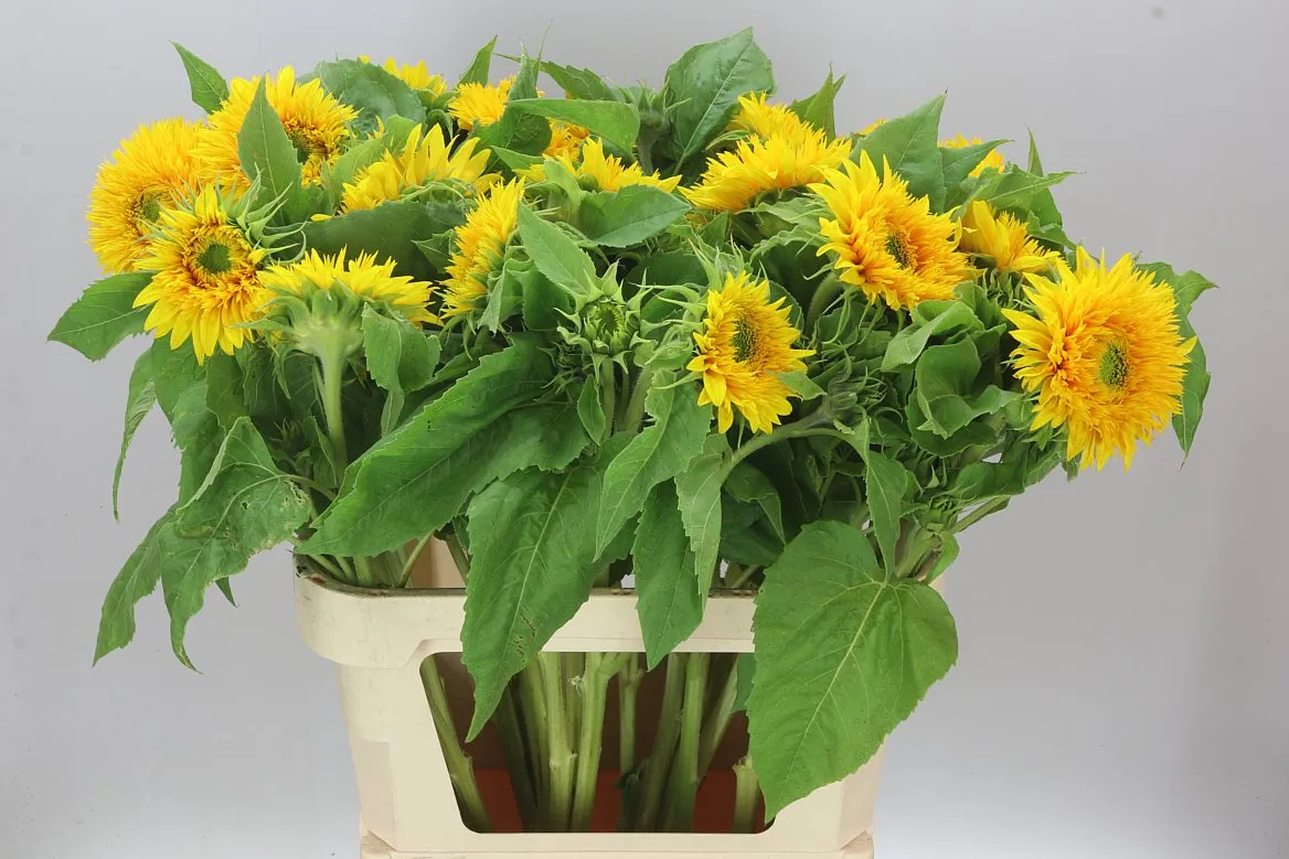 Helianthus A Sun King • 85 cm
