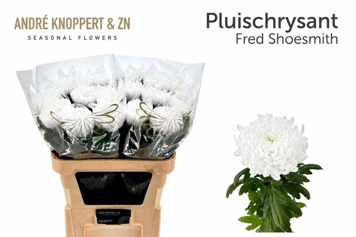 Chr G Fred Shoesmith • 85 cm