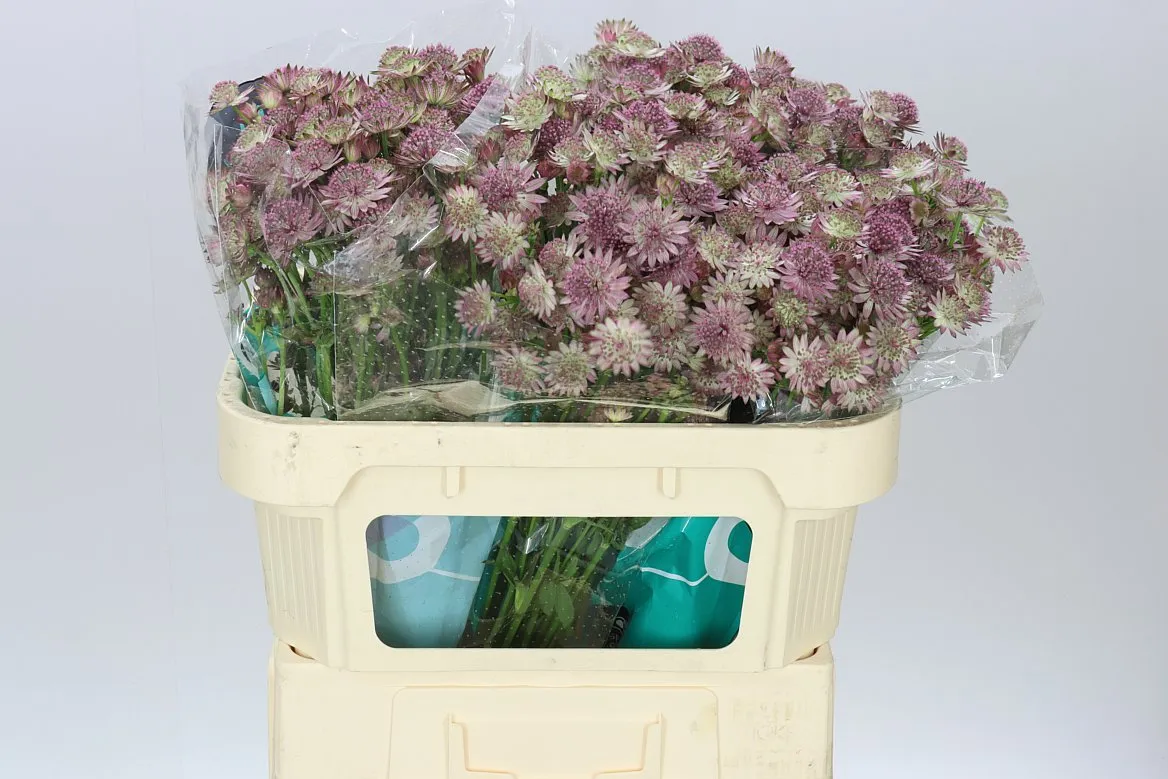 Astrantia Roma • 70 cm