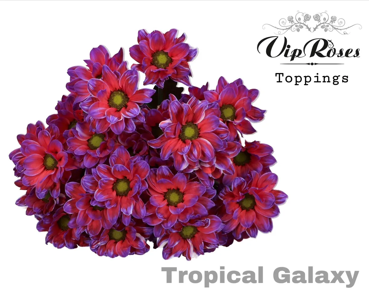 Chryzantéma trsová Tropical Galaxy • 65 cm