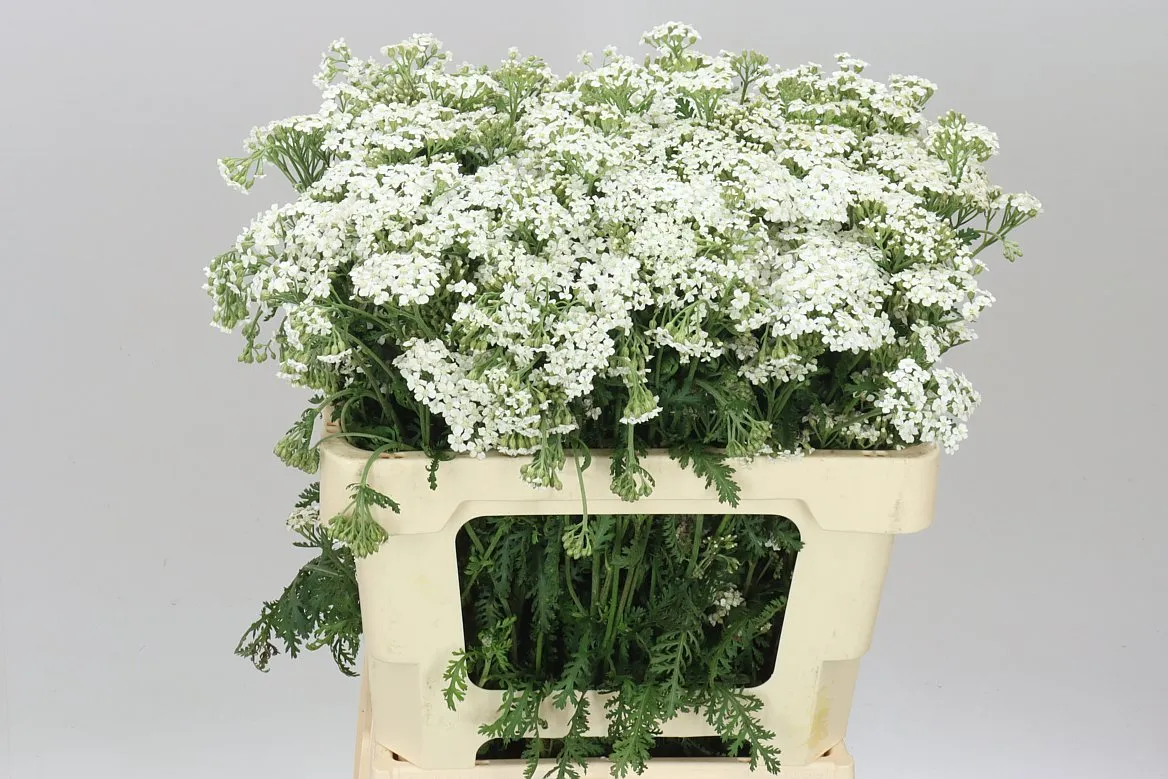 Achillea White Beauty • 55 cm