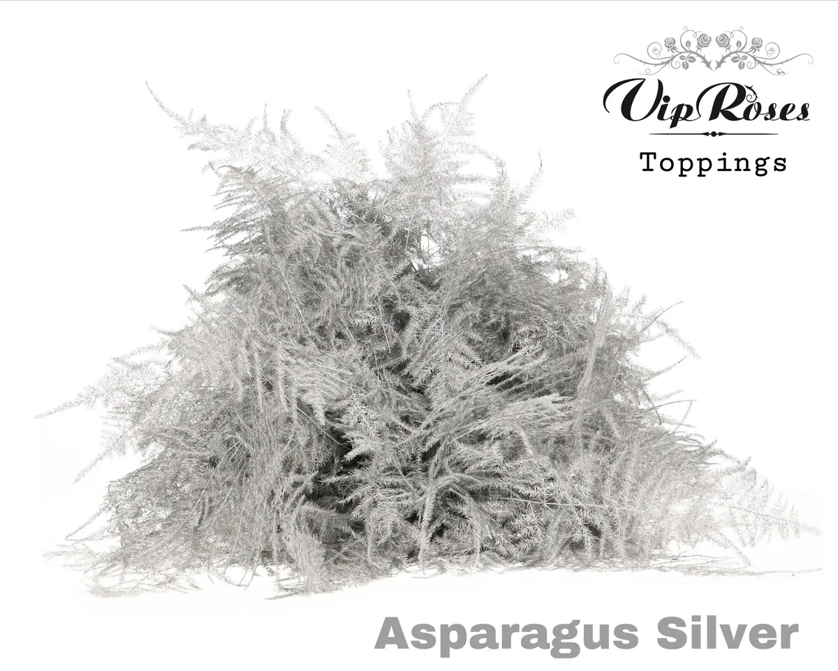 Asparágus Ov Getopt Lang Silver • 85 cm