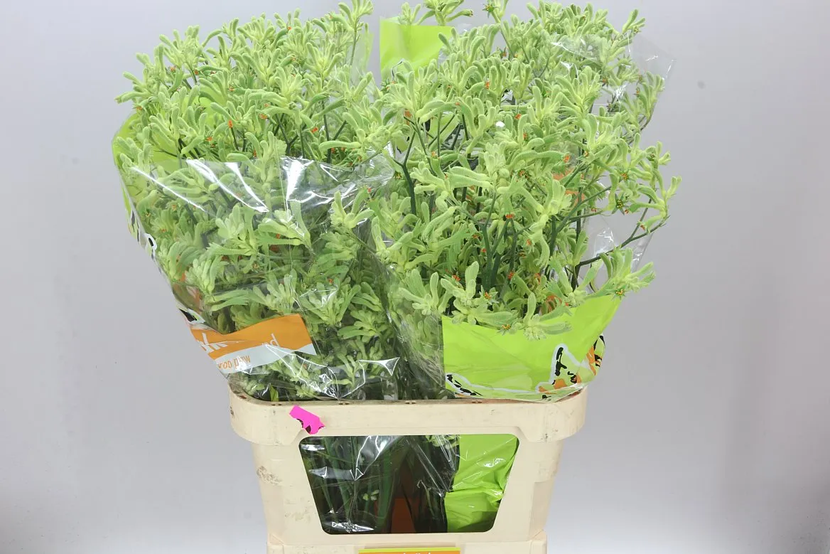 Anigozanthos Green • 100 cm