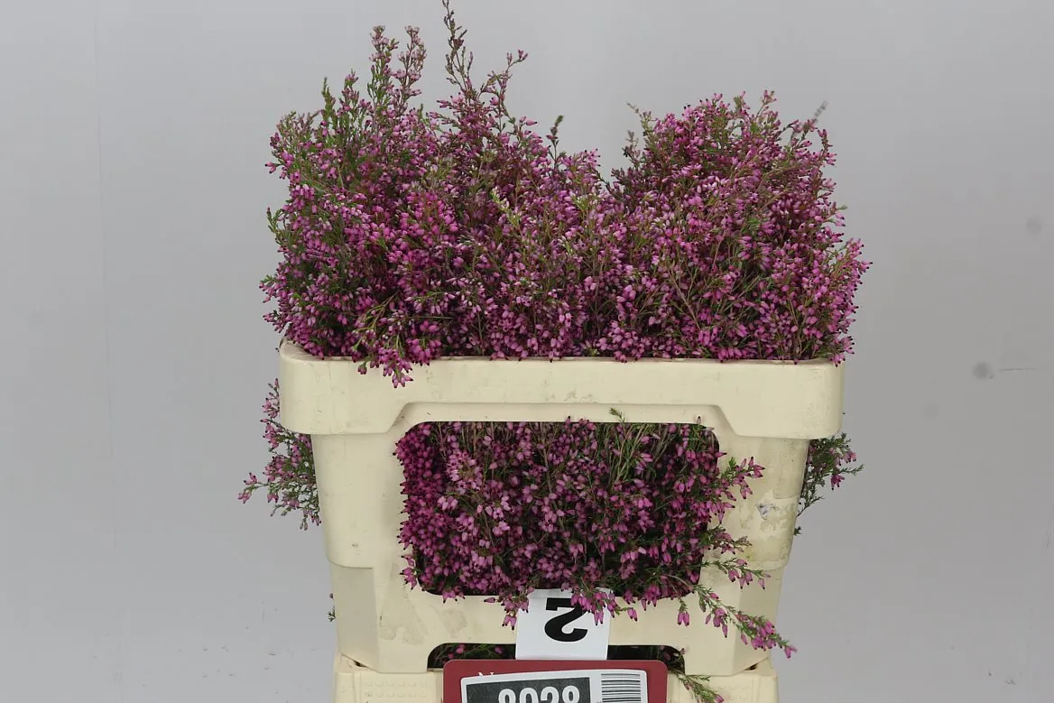 Vresovec Pink • 50 cm