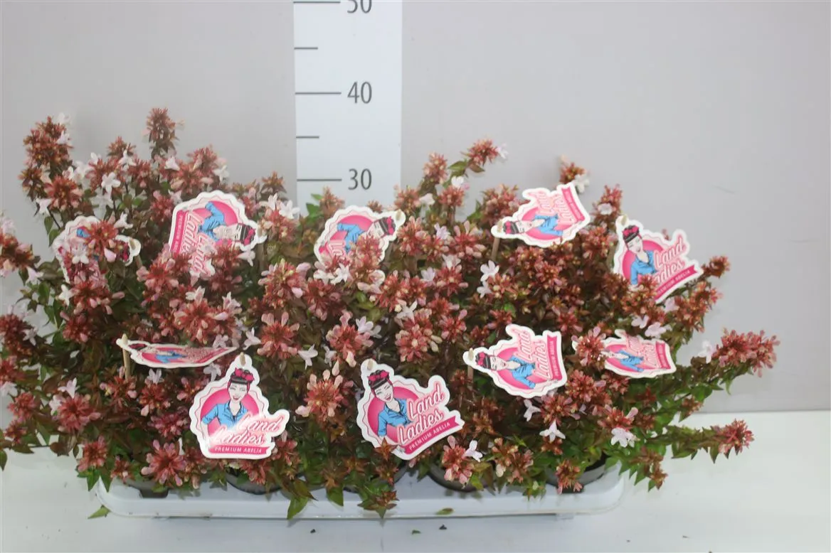 Abelia X Gr Hopleys • črepník 11 cm