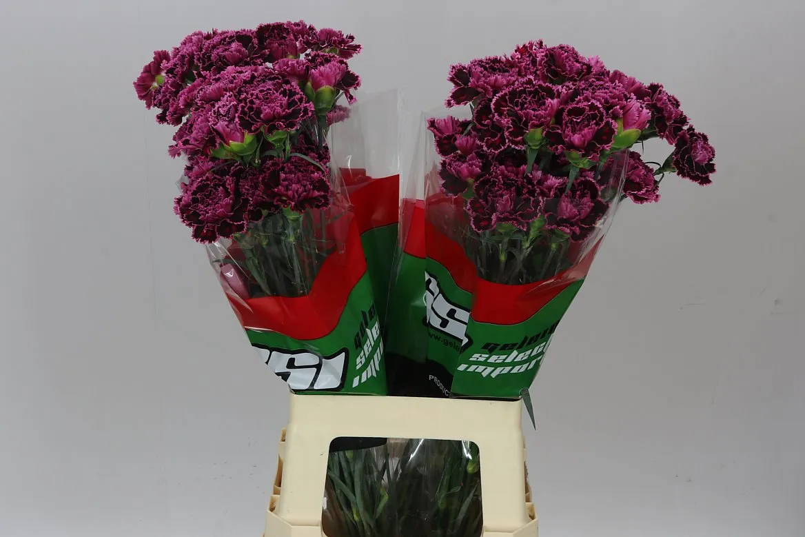 Karafiát Nobbio Burgundy • 70 cm