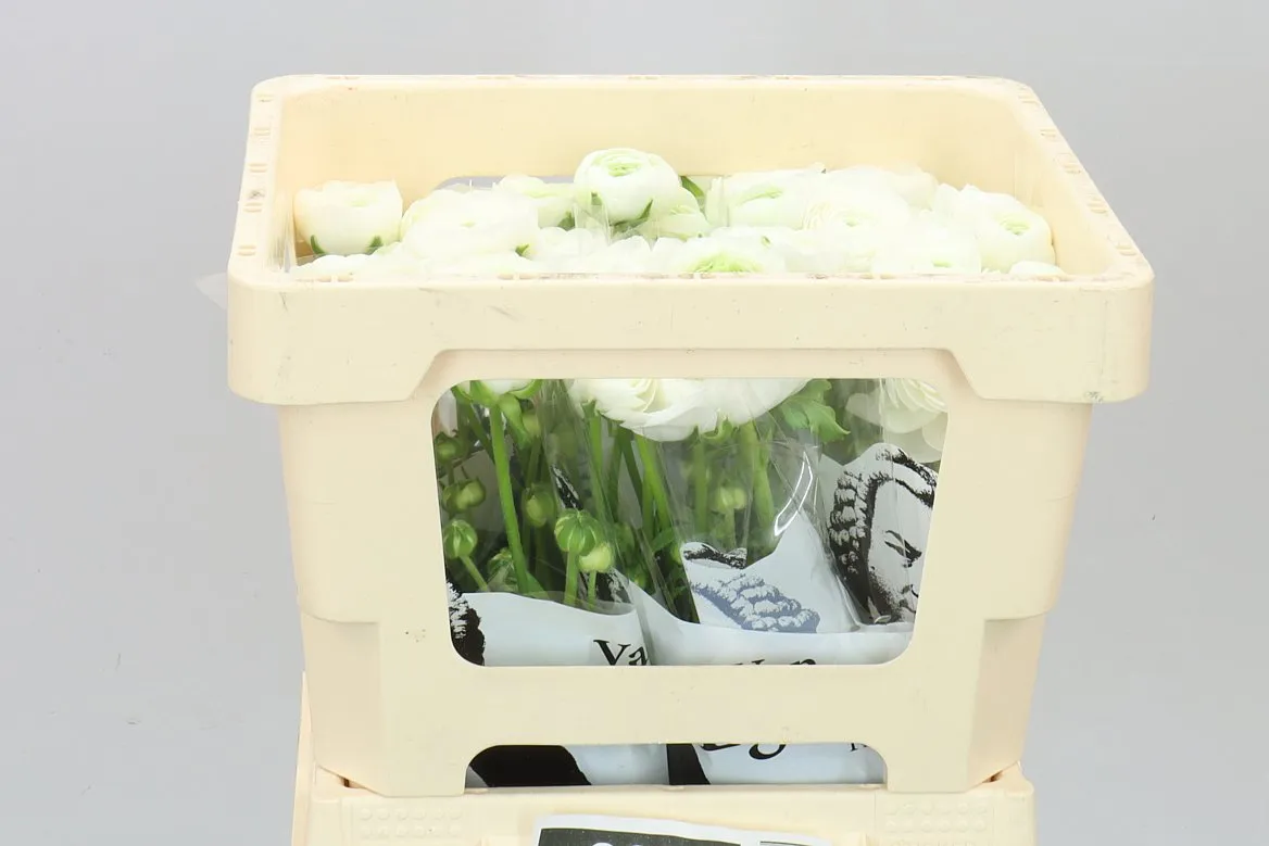 Ranunculus White • 42 cm