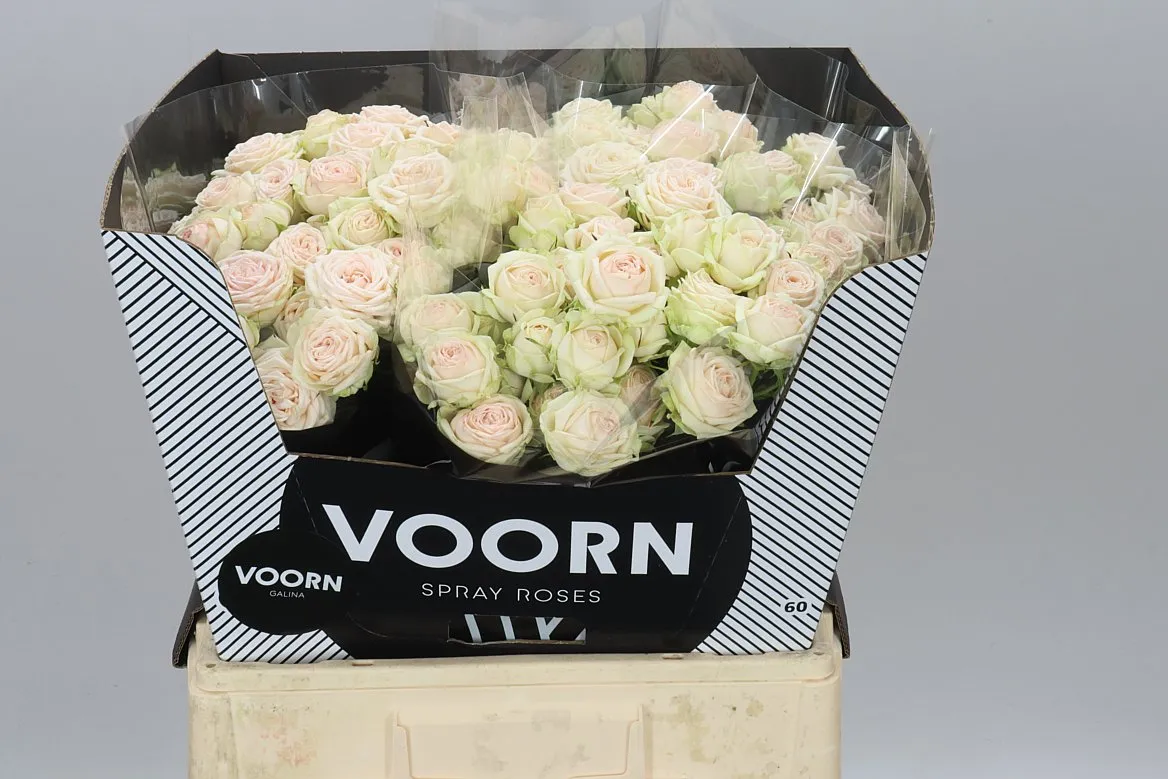 Rosa Tr Galina • 60 cm