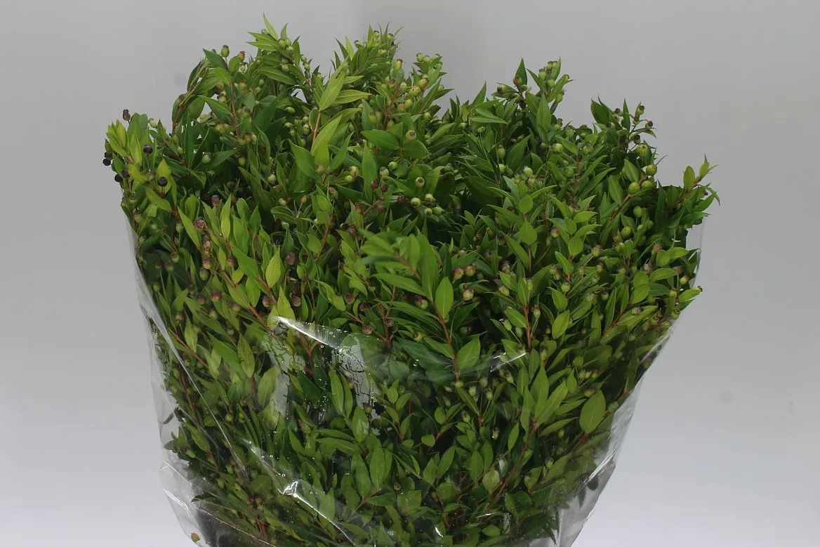 Myrthus Berries • 55 cm