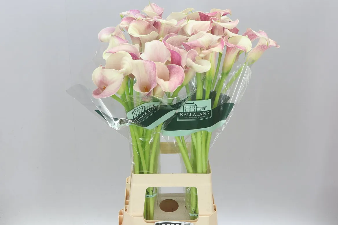 Zant Blushing Lady • 80 cm
