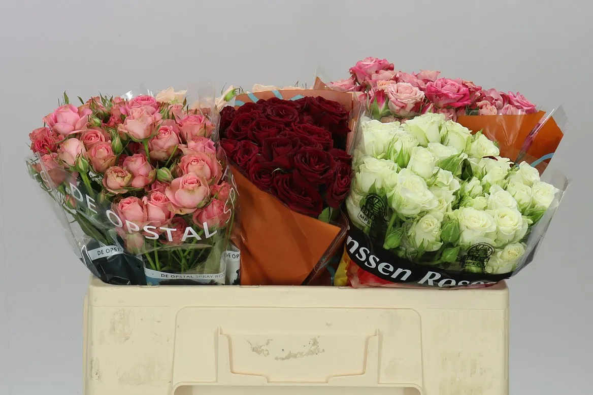 Rosa Tr Mixed In Bucket • 50 cm
