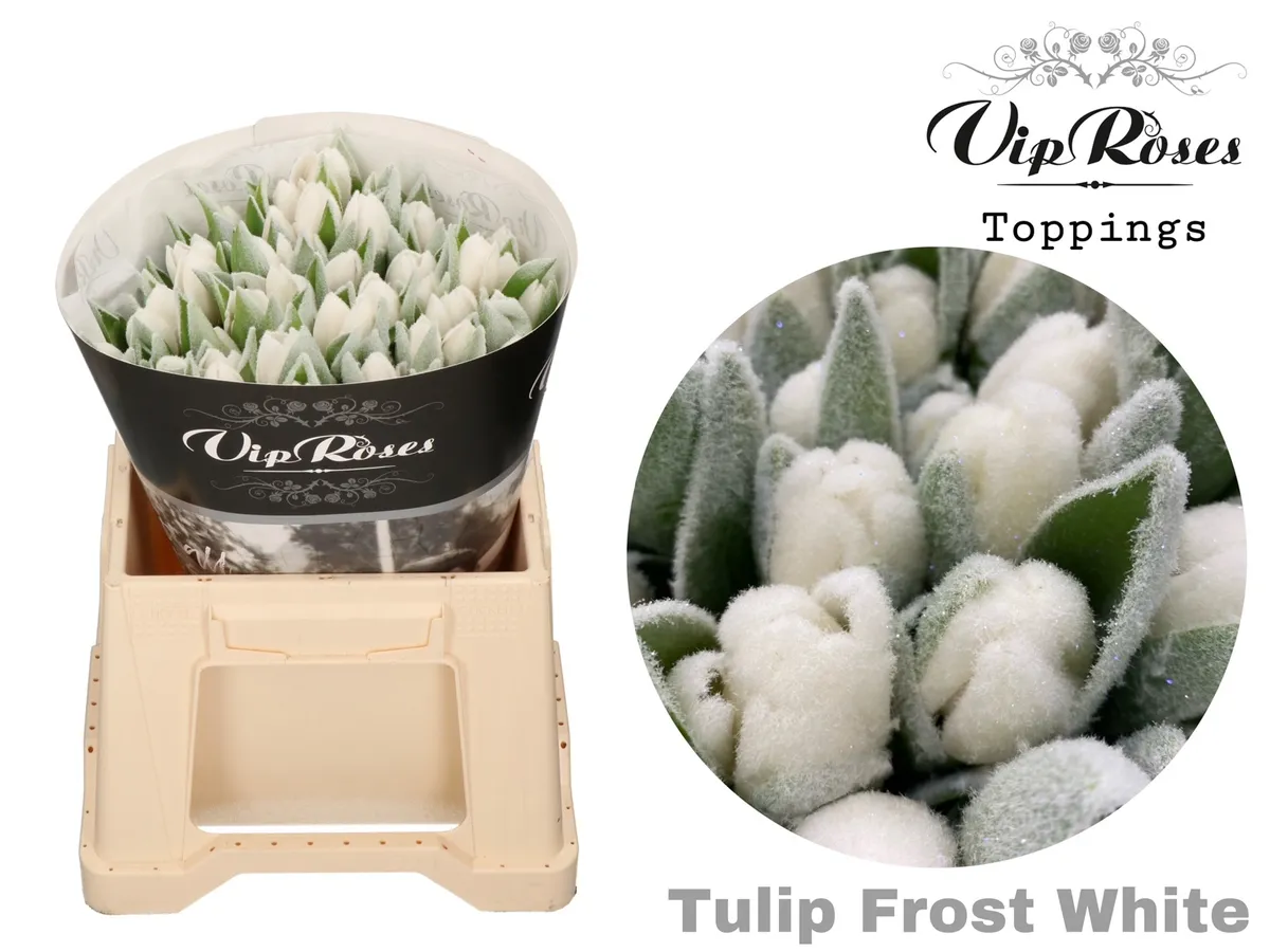 Tulipán jednoduchý A Frost White • 40 cm
