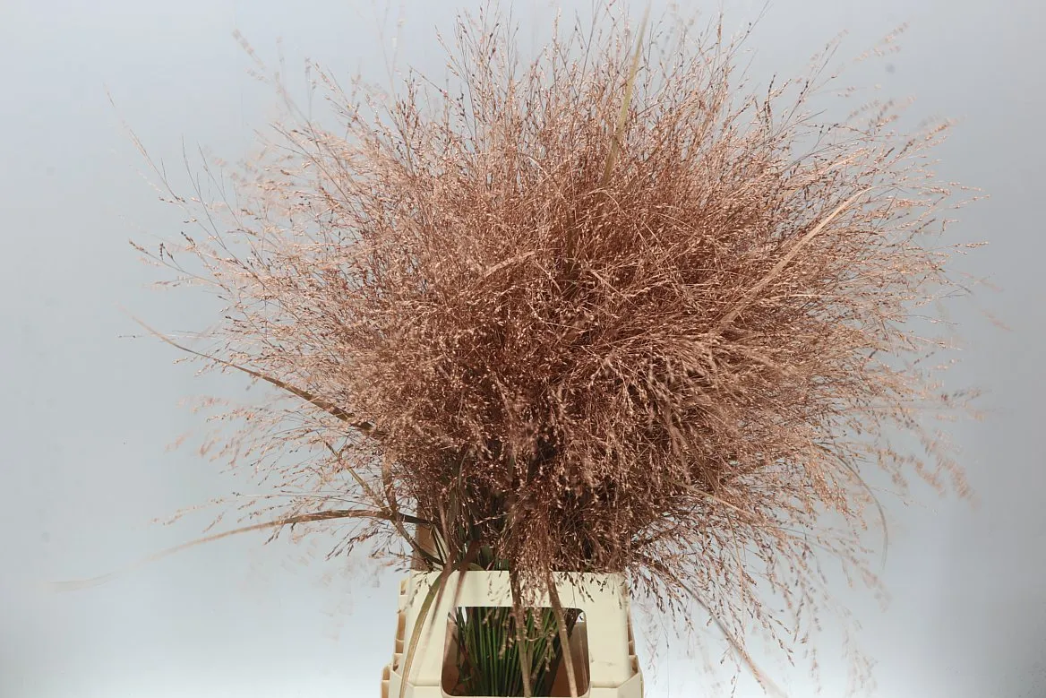 Panicum farbené Copper • 90 cm
