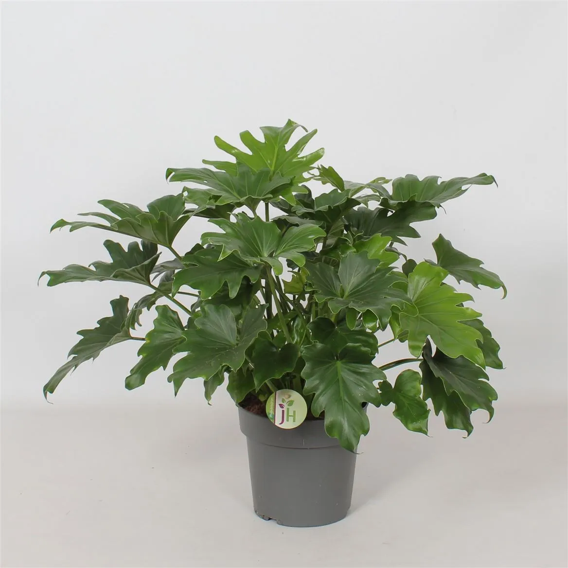 Philodendron 'little Hope' • črepník 21 cm