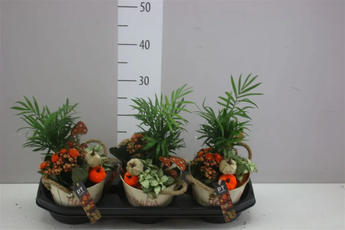 Arr Tuinplanten In Zinken Emmer Met Touworen • črepník 15 cm