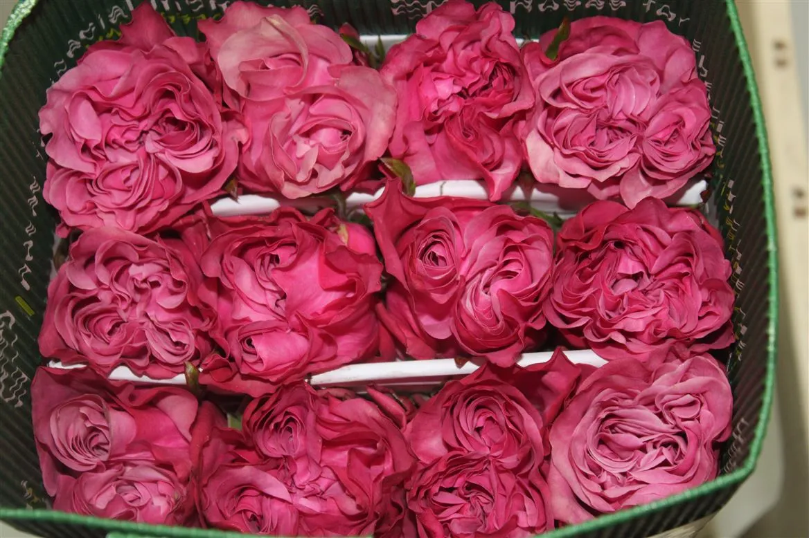 Rosa Gr Ec Country Blues • 50 cm