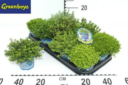 Hebe Green Boys Gemengd • črepník 12 cm