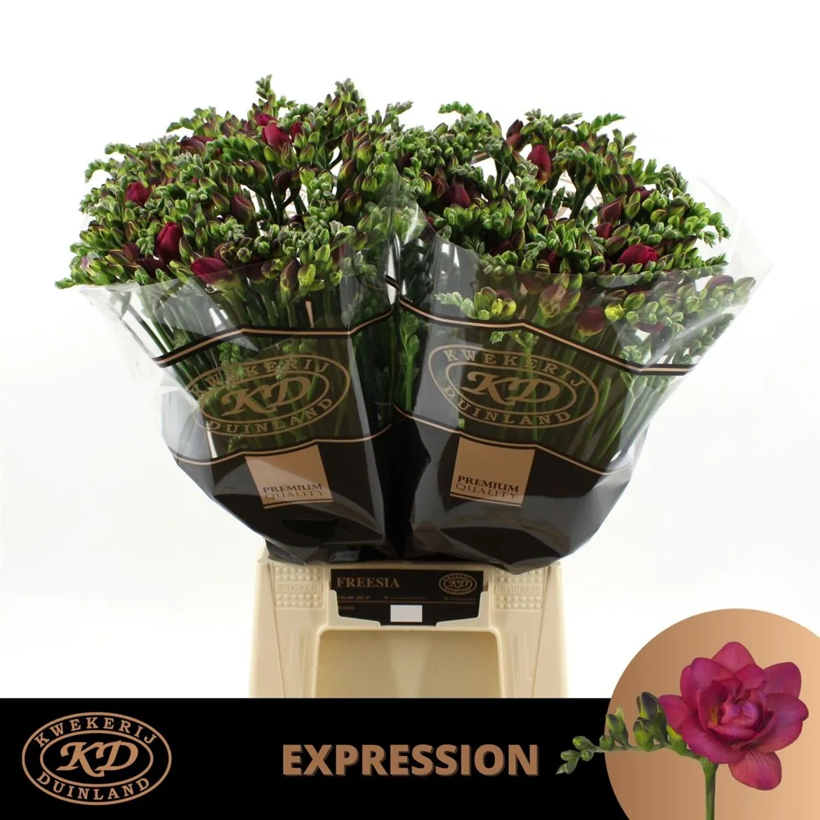 Fr Du Expression • 55 cm