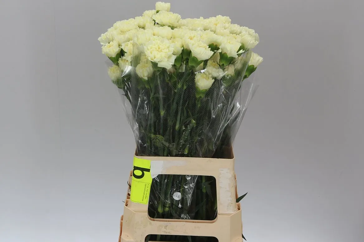 Di St Cream • 70 cm