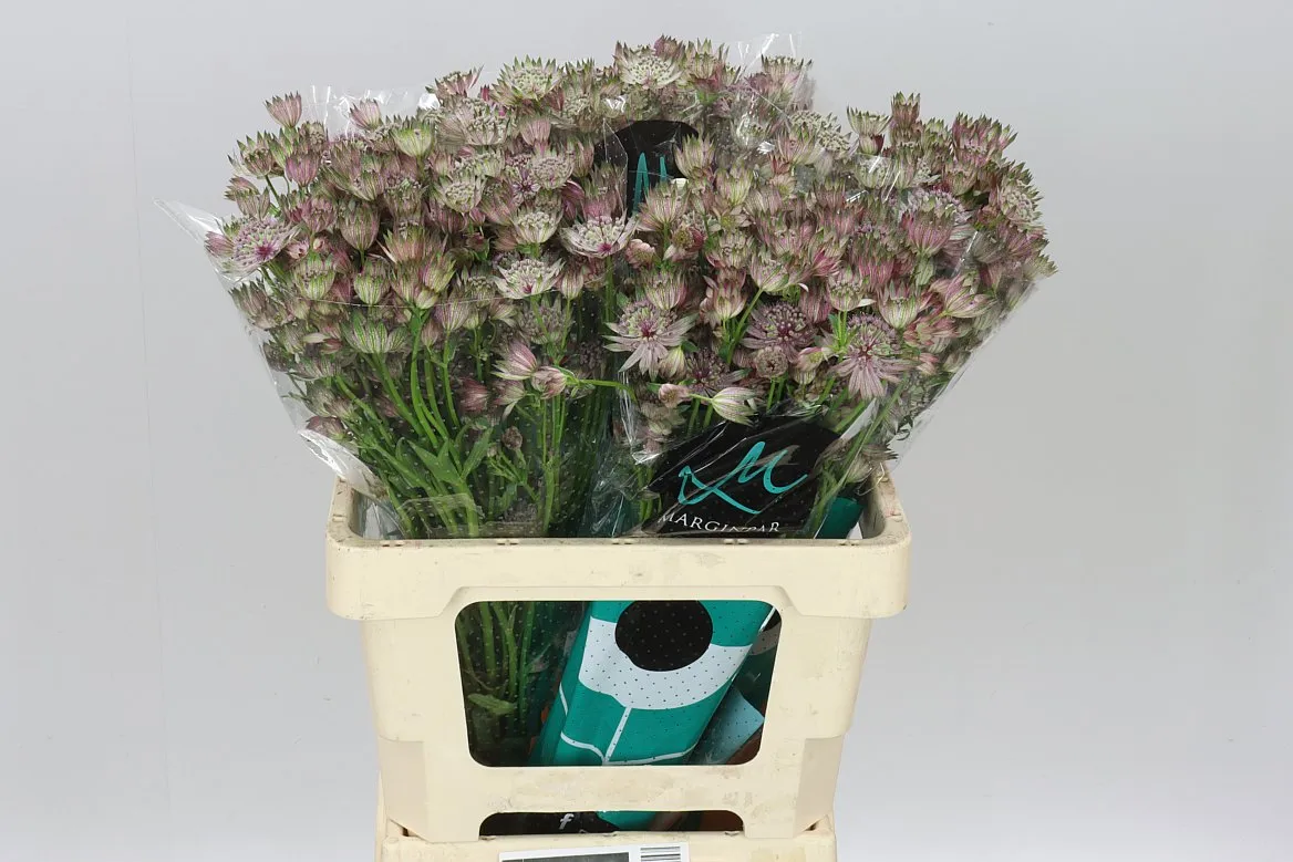Astrantia Star Of Africa • 60 cm