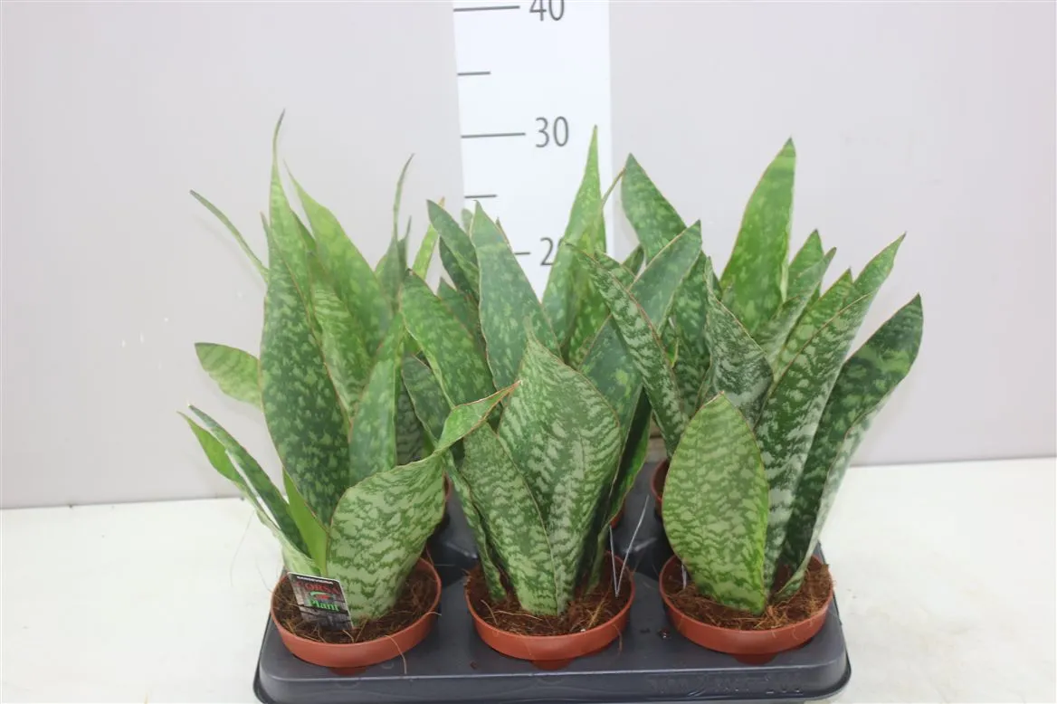 Sansevieria Tr Dragon • črepník 12 cm