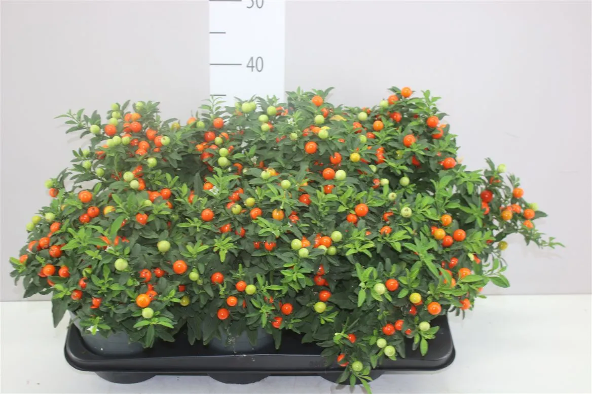 Solanum Pseudocapsicum A2 • črepník 17 cm