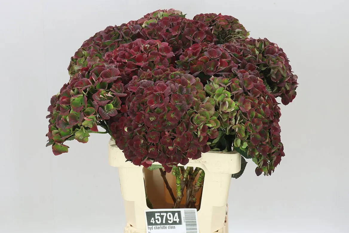 Hortenzia Charlotte Classic • 60 cm