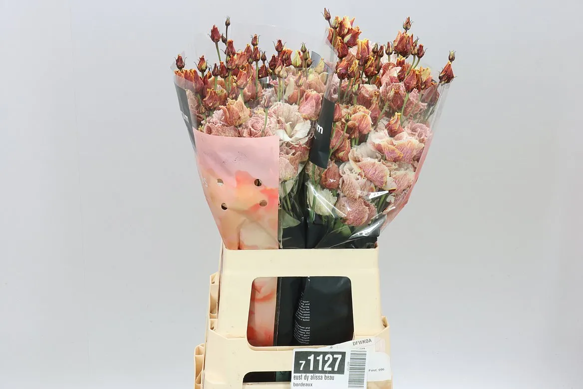 Eust Dy Alissa Beau Bordeaux • 70 cm