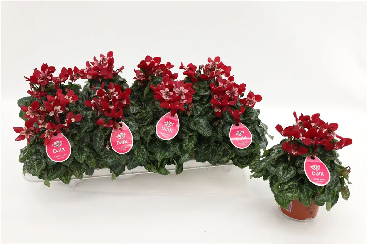 Cyclamen Djx Wijnrood • črepník 10,5 cm