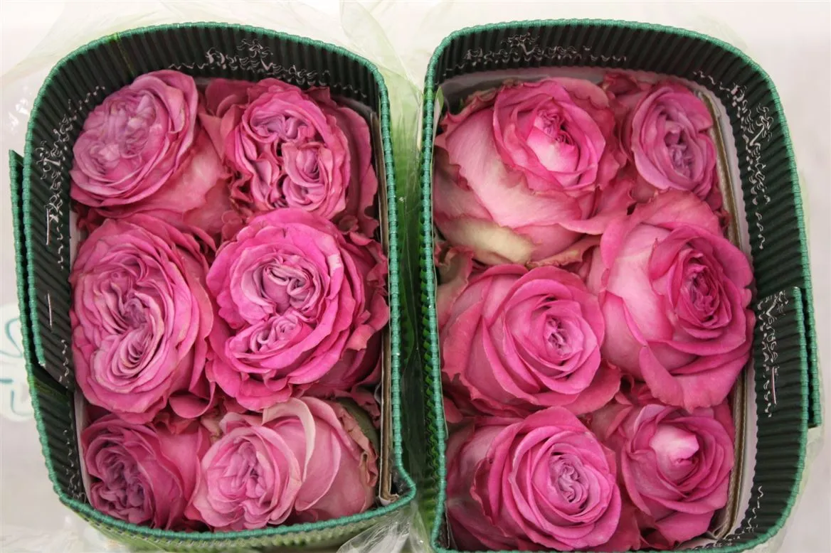 Rosa Gr Ec Queens Crown • 50 cm