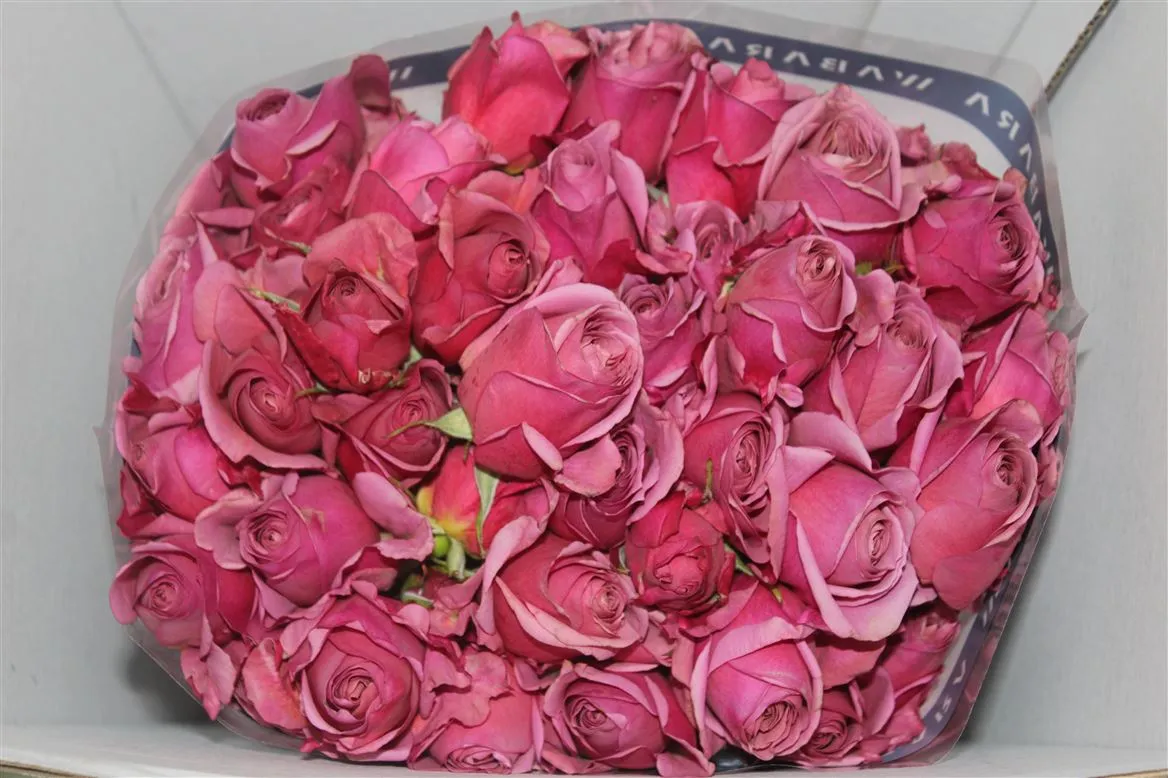 Rosa Gar Spr Wabara Aoi • 50 cm