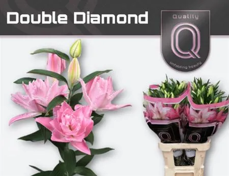 Lil Or Double Diamond • 90 cm