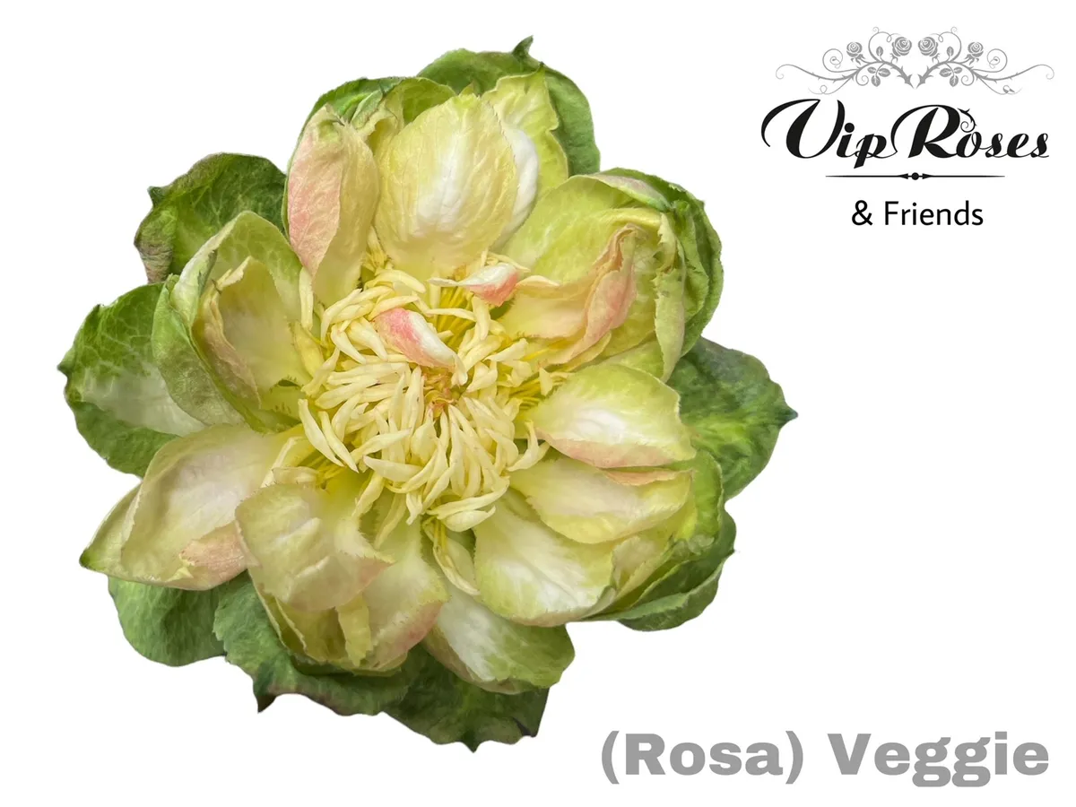 R Gr Veggie • 50 cm