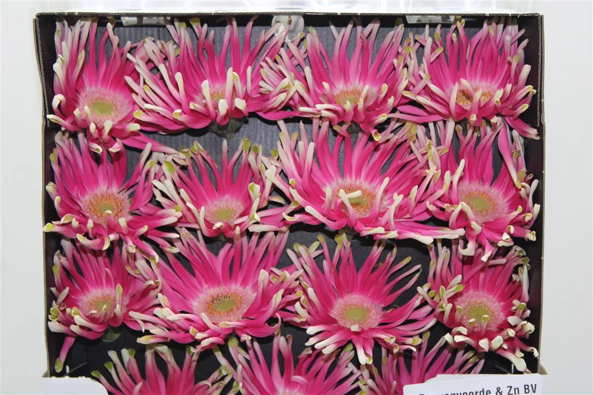 Gerbera Diamond Pasta Femke • 55 cm