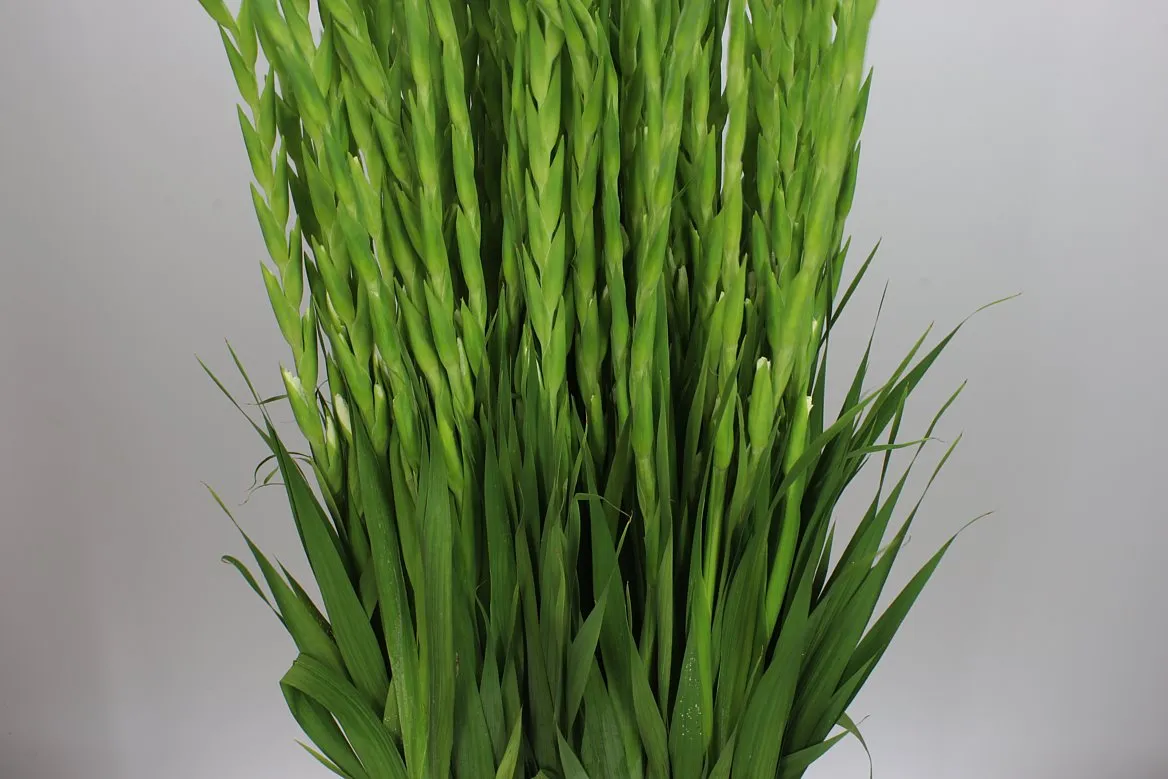 Glad Nova Zembla Ex • 125 cm