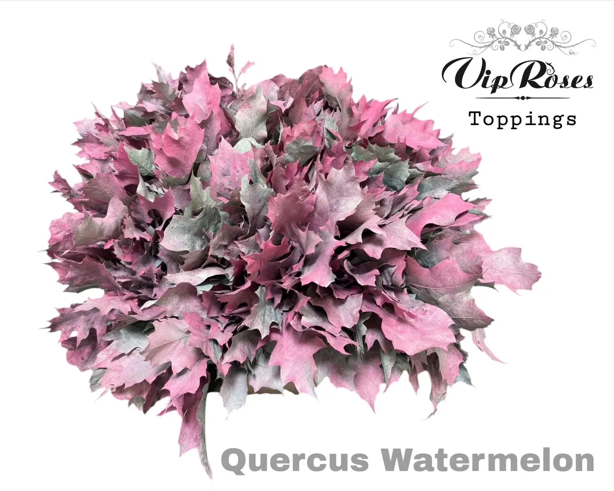 Quercus Watermelon • 60 cm