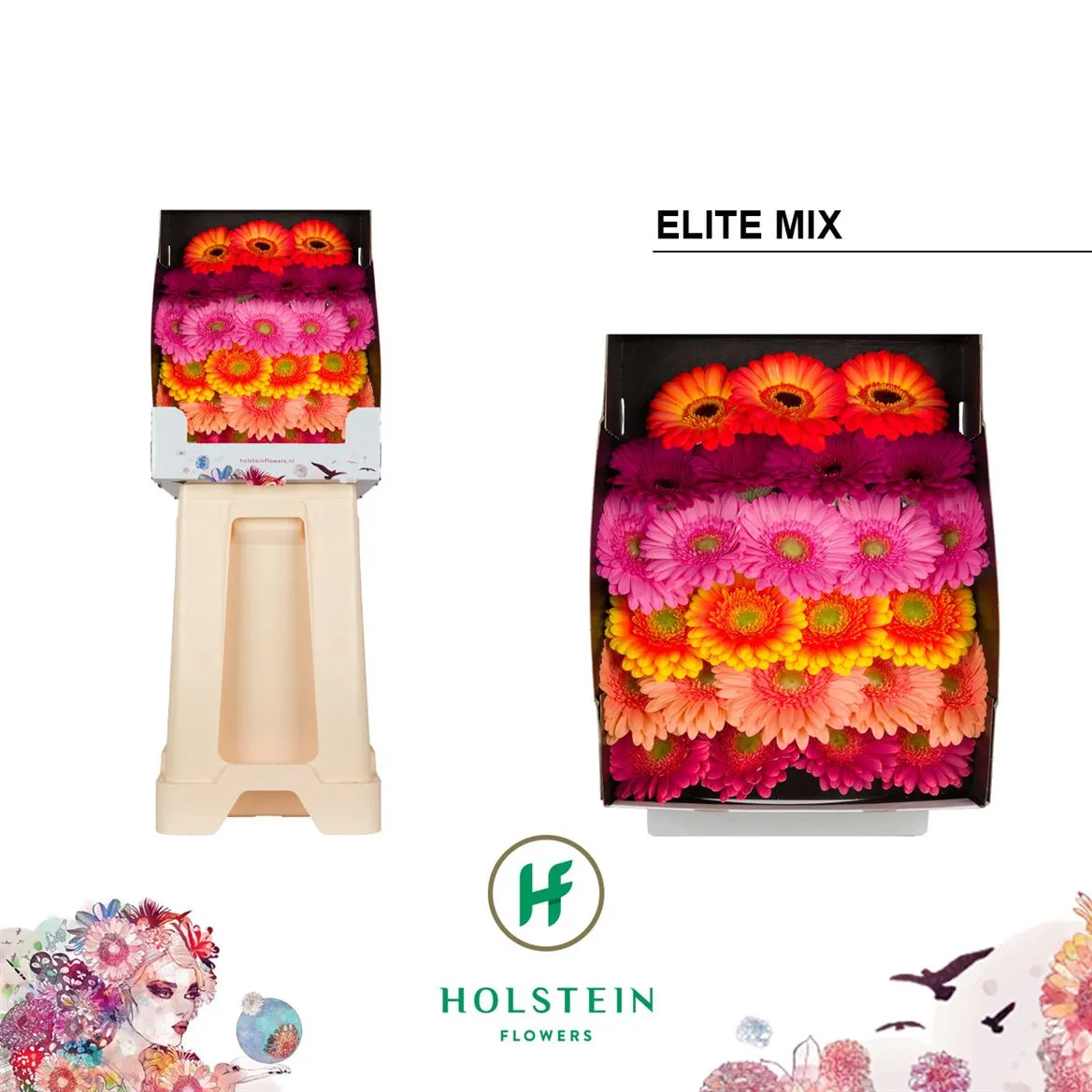 Germ D Mixed Elite • 55 cm