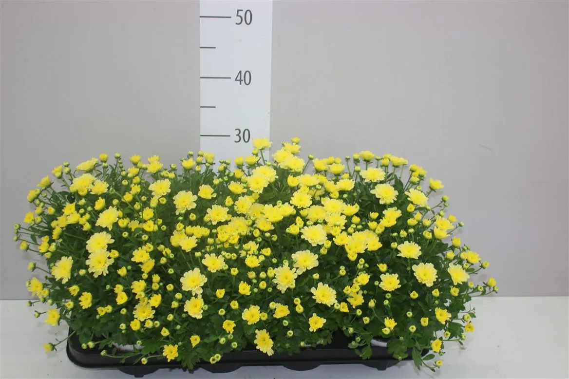 Chrysanthemum Indicum Ditto Yellow • črepník 12 cm