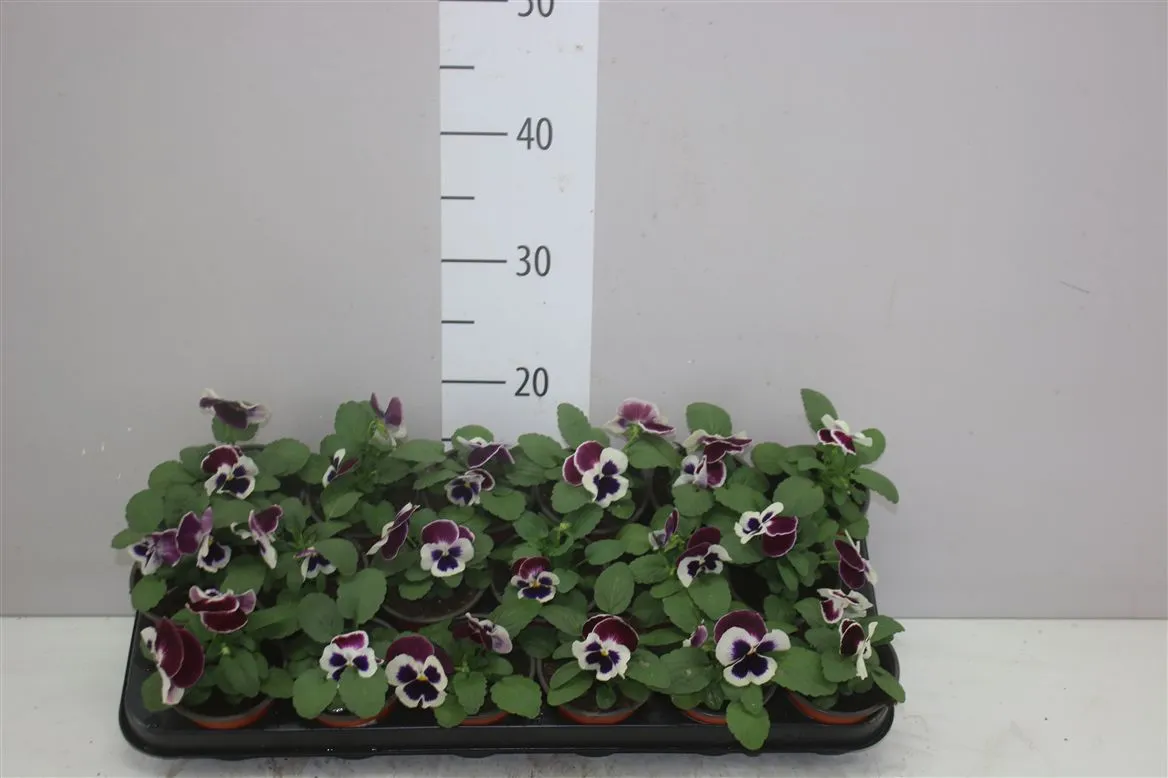 Viola Wi Delta Rose Surprise