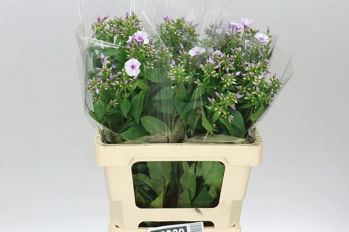 Phlox P Isabella • 60 cm